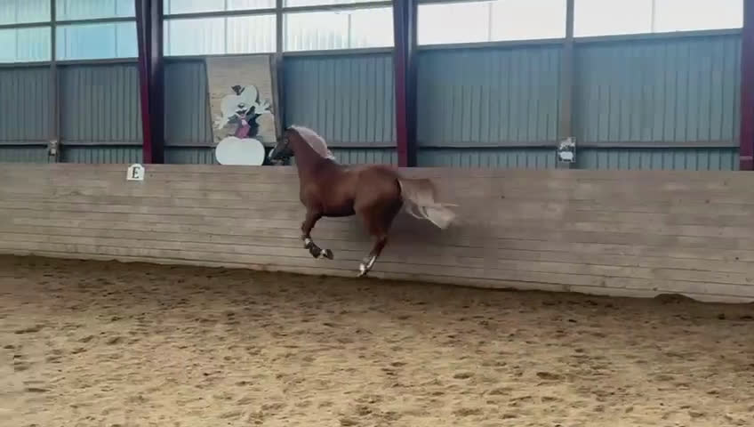 Dressyr hästar till salu: 🌟Smuk og dobbelt talentfuld ponyhoppe sælges 🌟 i Tune, Själland - Video 3