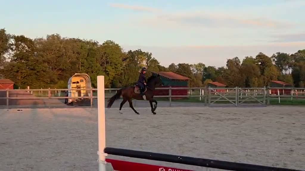 Allround hästar till salu: Snyggt sportigt sto till rutinerad ryttare - Video 1