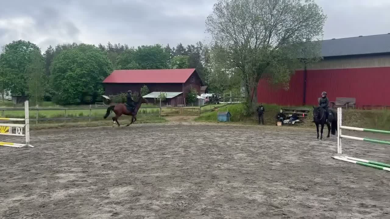 Hoppning hästar till salu: Personlig sto med stort hjärta - Video 4
