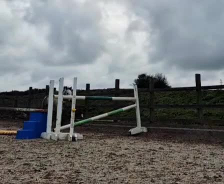 Hoppning hästar till salu: 7-årigt registrerat Connemarast i Stockholm - Video 1