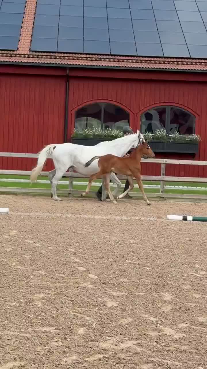 Hoppning hästar till salu: Fantastiskt hingst föl e Excelsior Optimus - Video 2