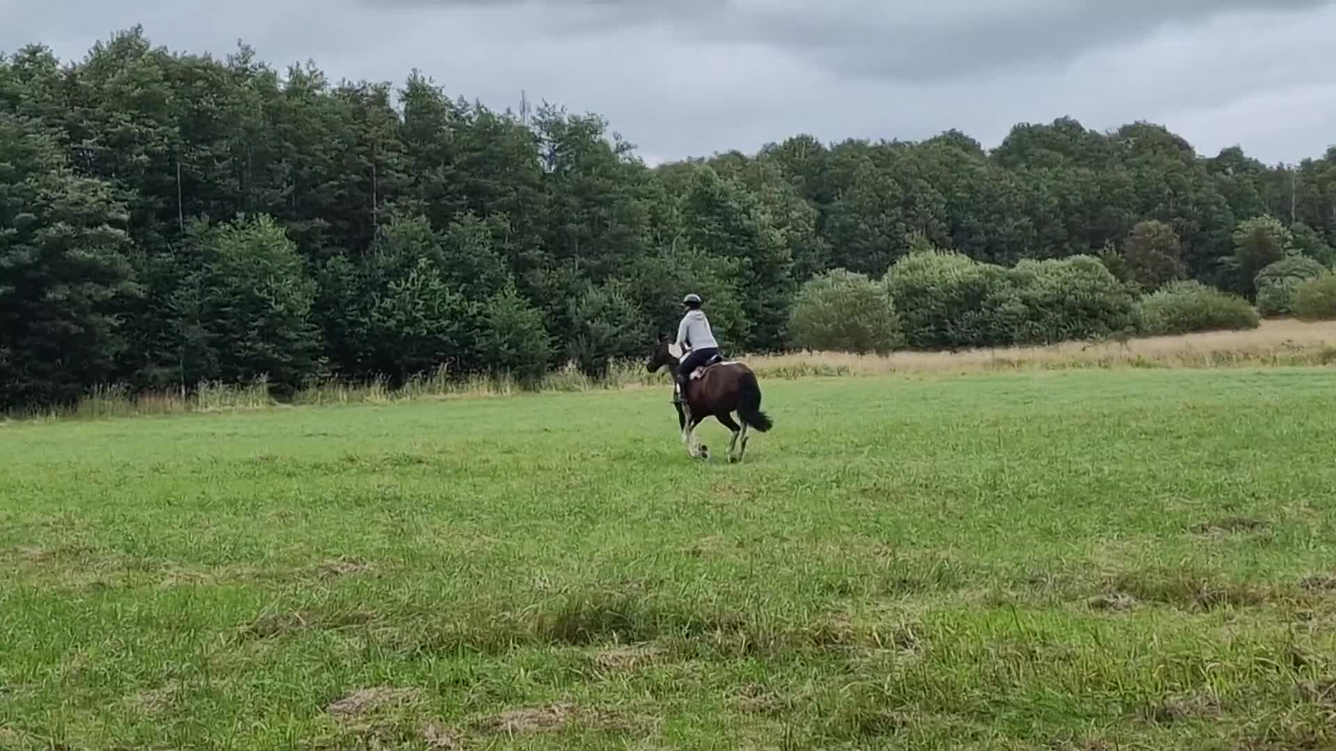 Allround hästar till salu: Fantastisk 12 årig allroundvalack säljes. - Video 3