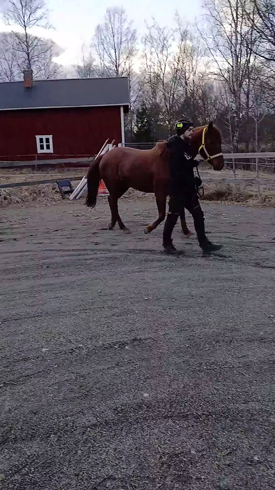 Dressyr hästar till salu: Social och lovande 5 åring - Video 1