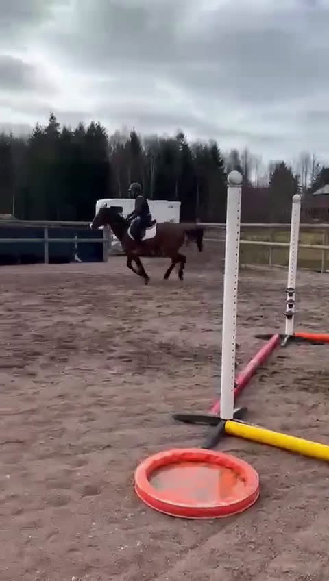 Hoppning hästar till salu: Fyraårssto e: Crusader Ice ue: Careful  - Video 1