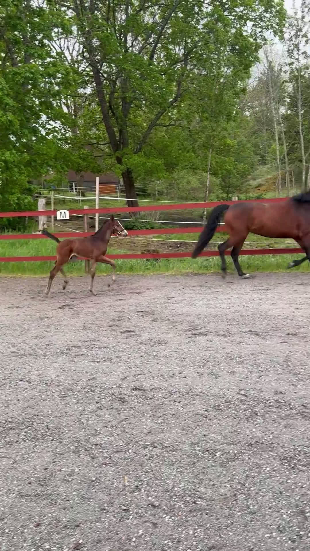 Hoppning hästar till salu: Ermitage kalone föl i Enköping - Video 1
