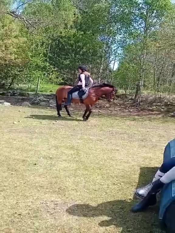 Allround hästar till salu: Ponny för hoppning eller terräng - Video 2