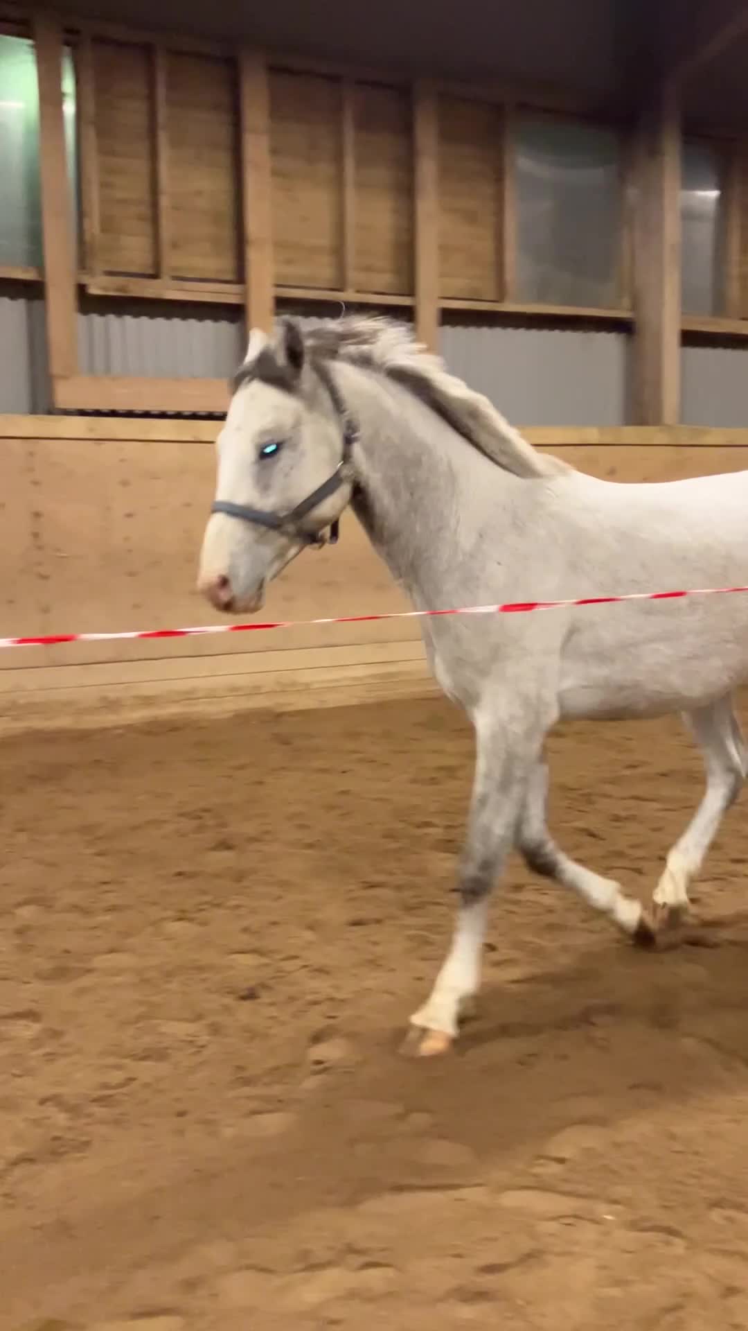 Hoppning hästar till salu: 3åring e. Colorit Z (1.60) - Querlybet Hero (1.55) - Video 2