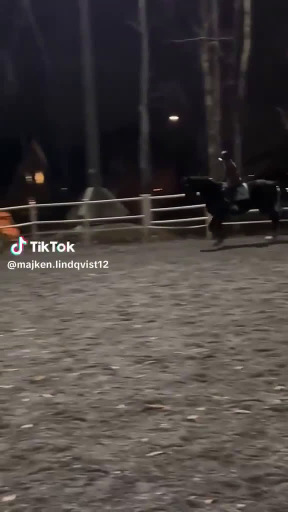 Allround hästar till salu: Supersnäll valack skogsmulle/sällskap - Video 1