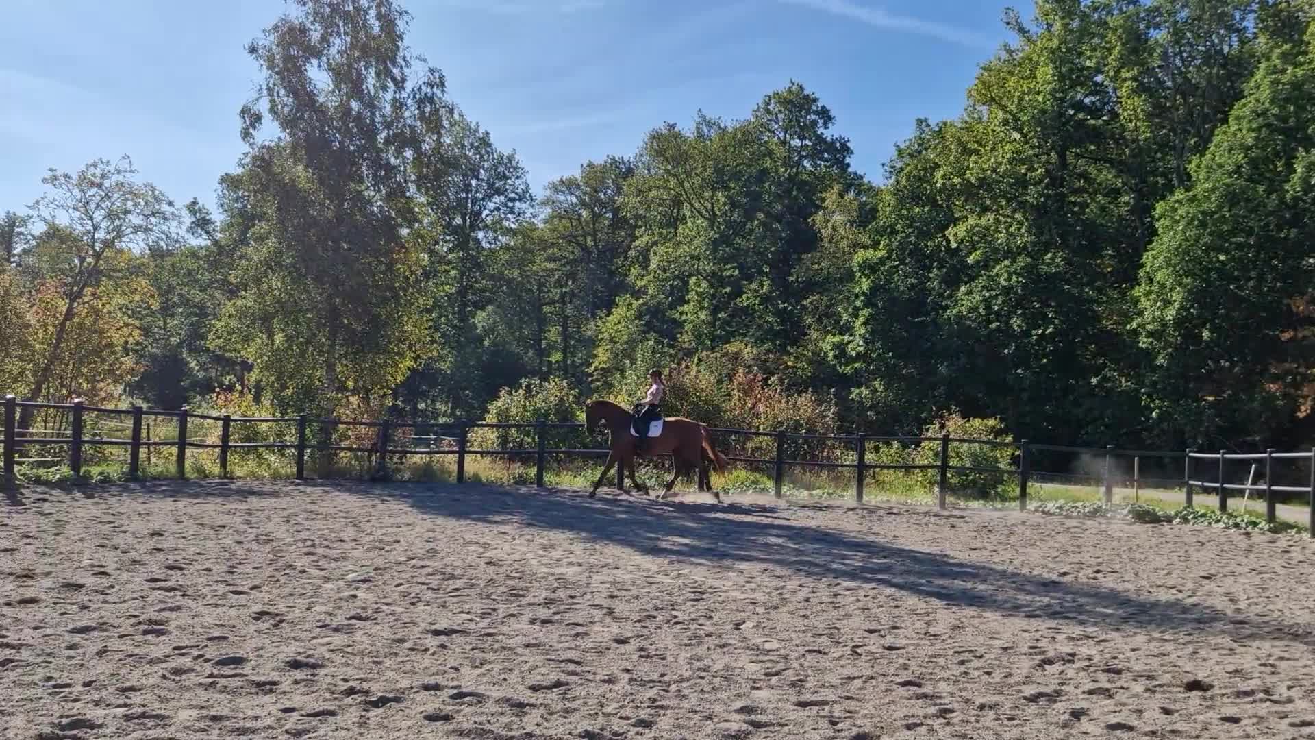 Dressyr hästar till salu: Talangfull valack för träning och tävling  - Video 2