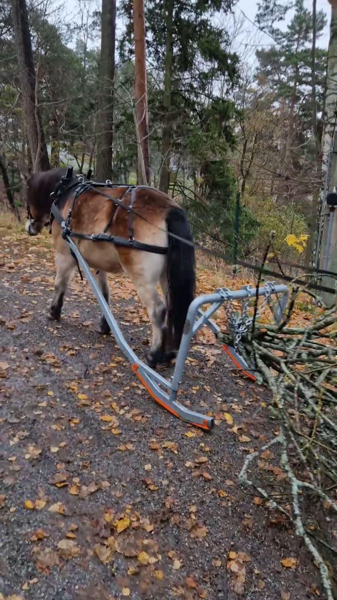 Allround hästar till salu: Allsidig skogsmulle i Södertälje - Video 2