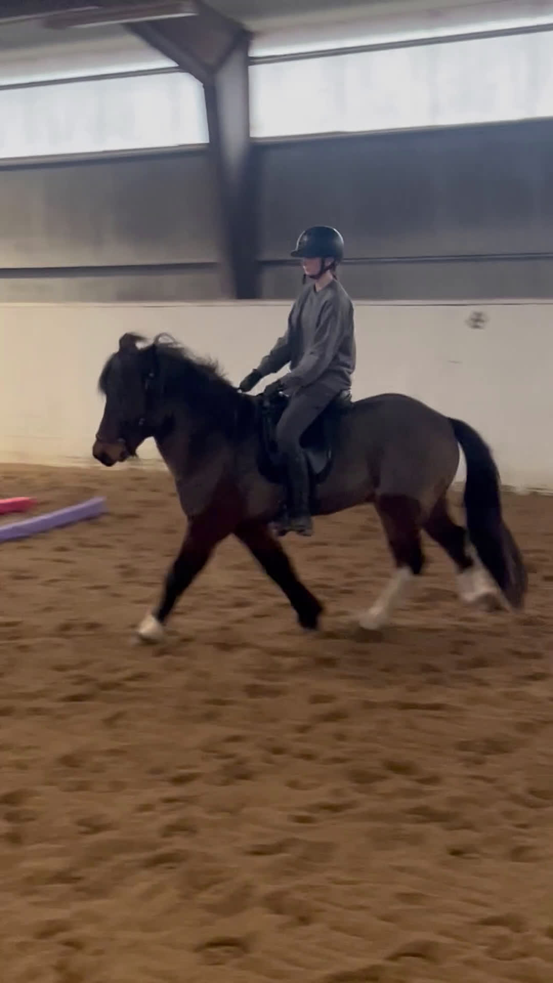 Island hästar till salu: Talang i Kalmar - Video 3