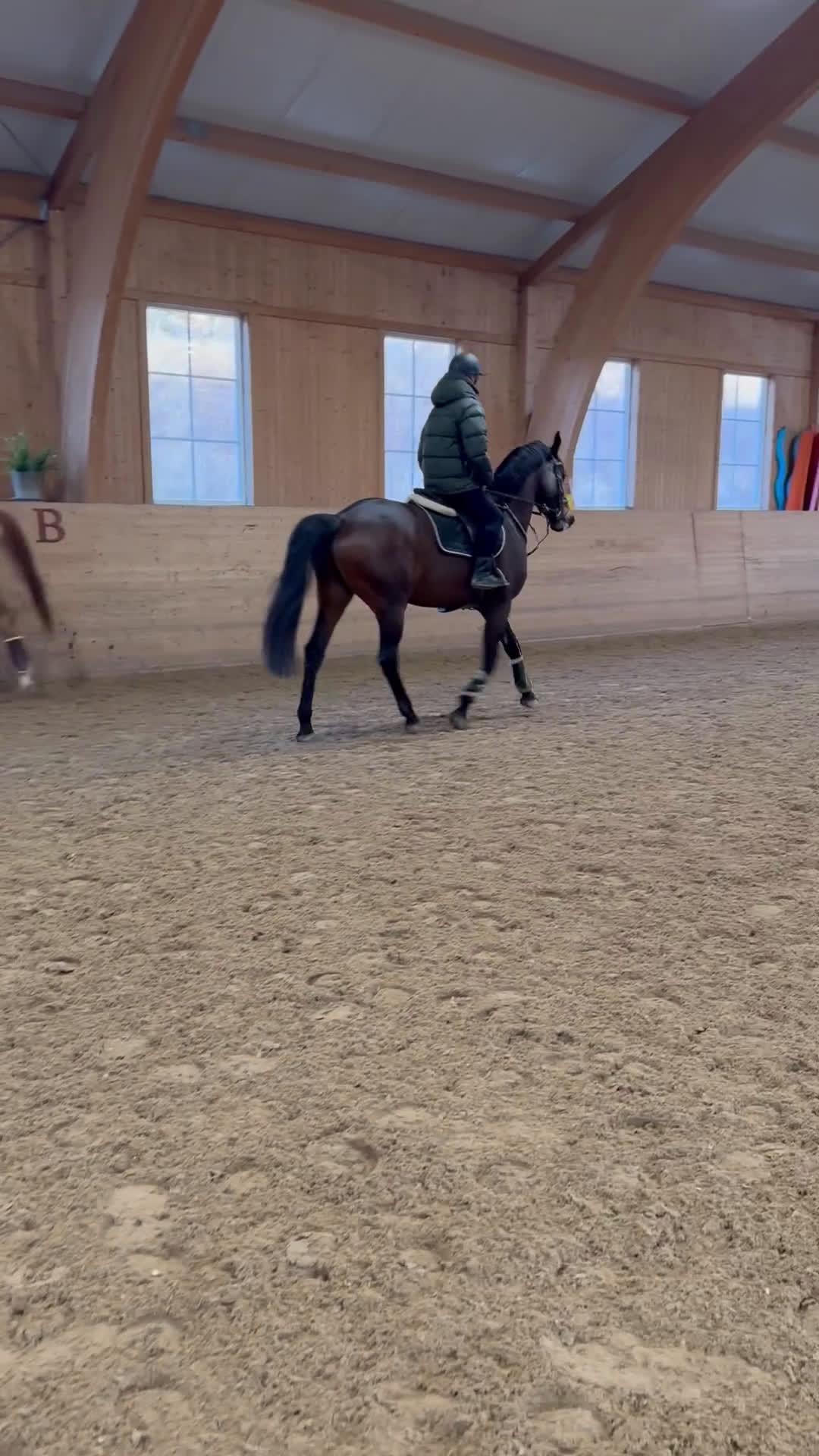 Allround hästar till salu: Lyxig Allround häst - Video 5