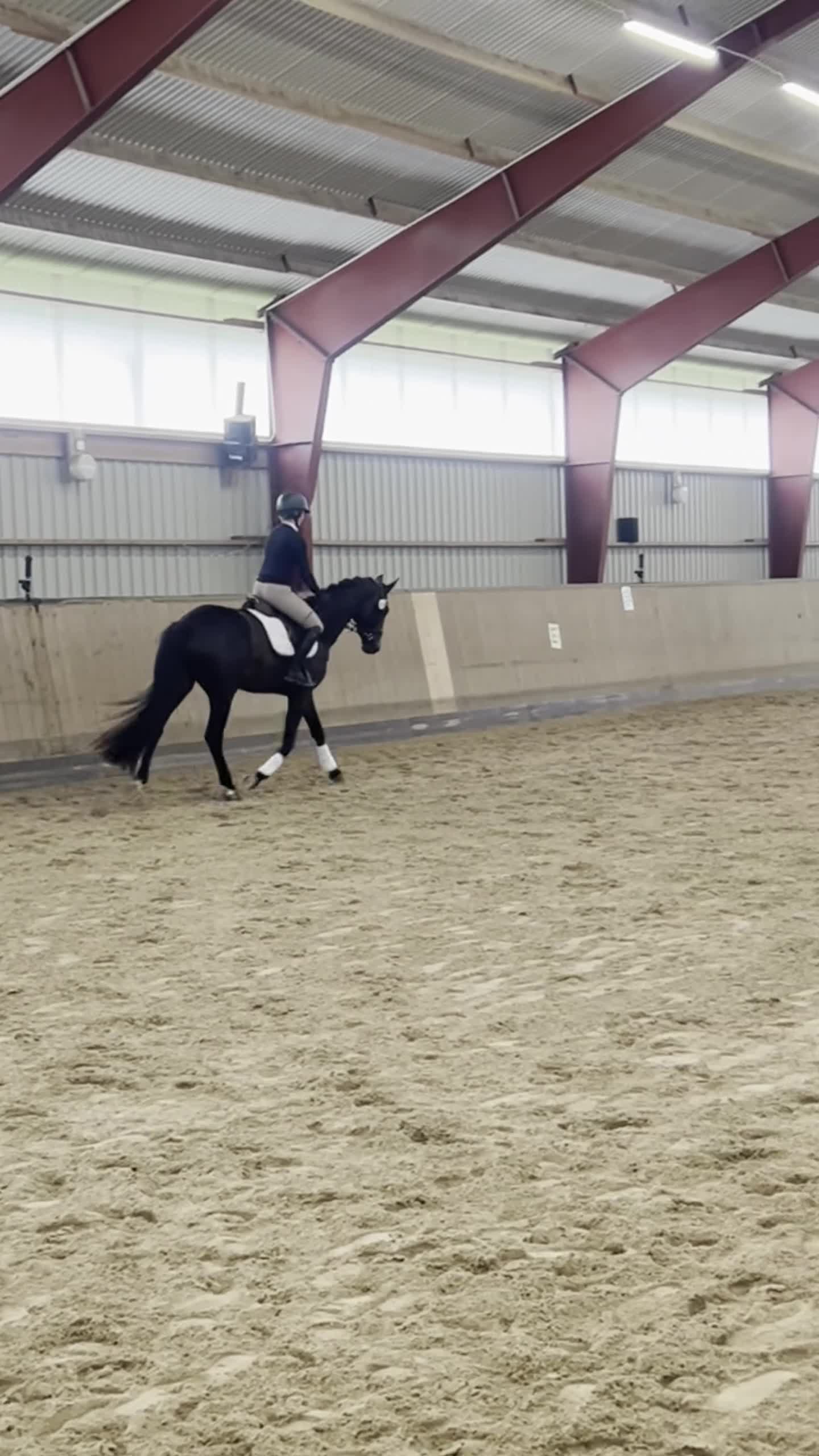 Dressyr hästar till salu: Elegant SWB sto!  - Video 1