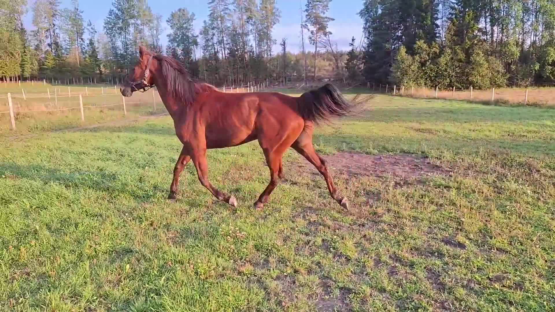 Trav hästar till salu: Snäll travare/rid - Video 4