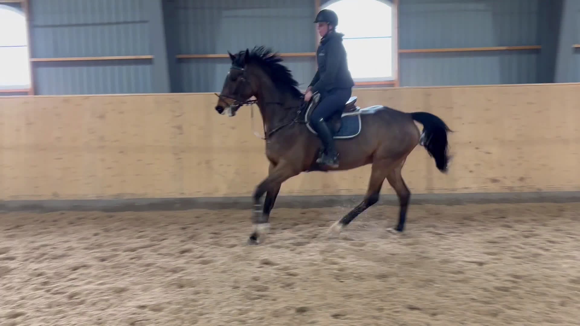 Hoppning hästar till salu: Storhoppande rolig häst - Video 5