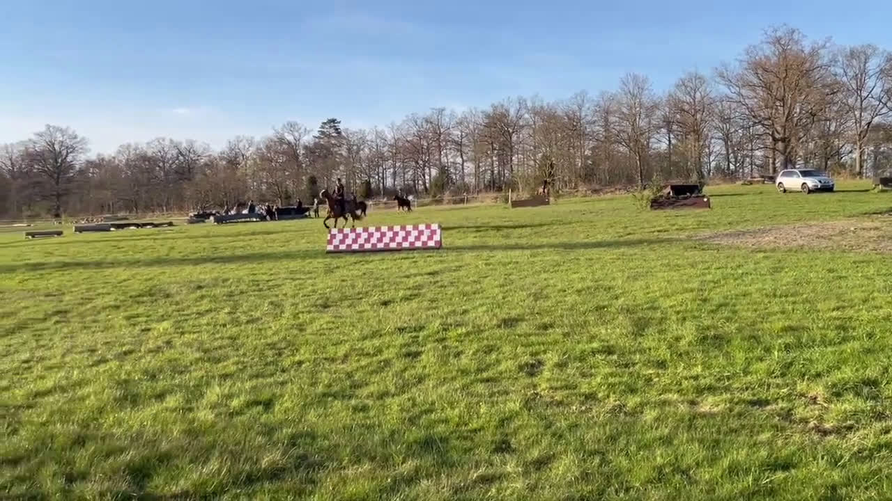 Hoppning hästar till salu: Läromästare i hoppning - Video 2