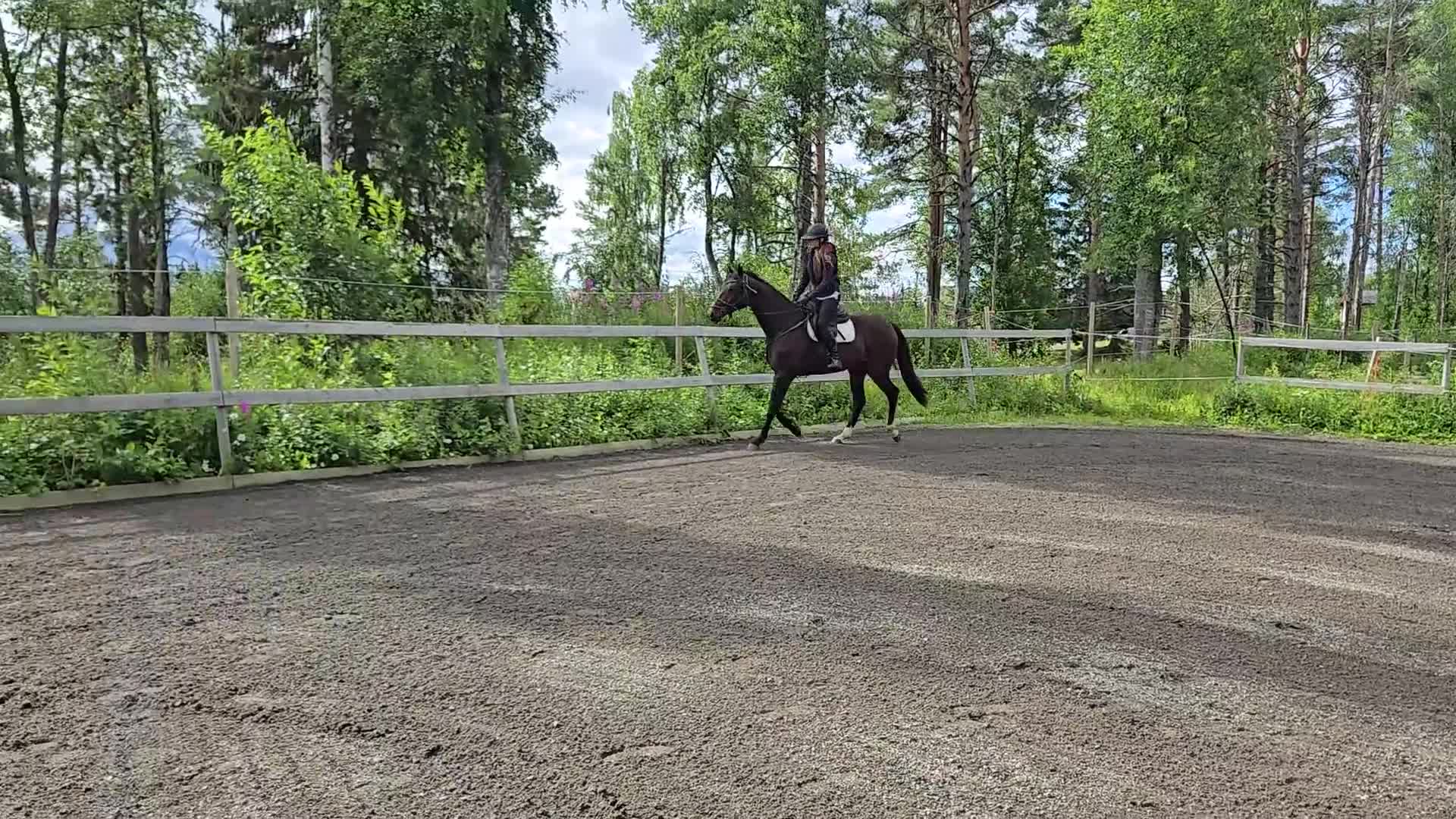 Dressyr hästar till salu: Supertrevlig unghäst f-24 för dressyr - Video 4