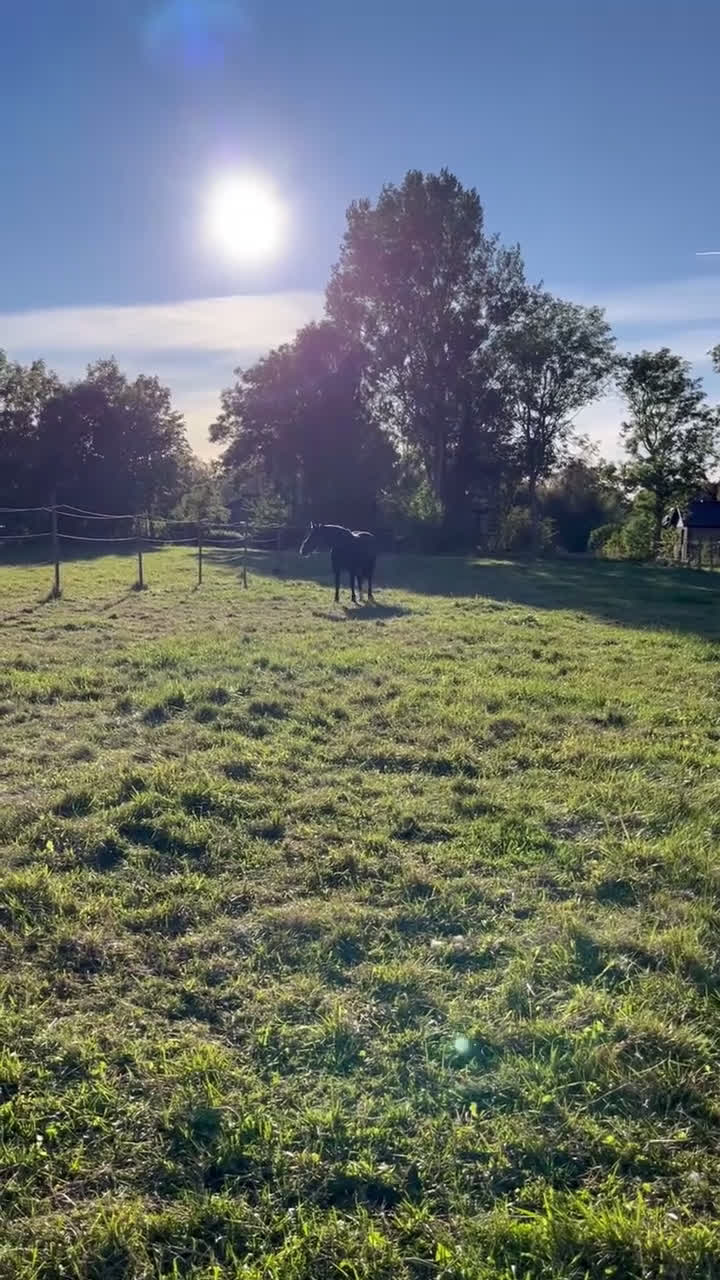 Allround hästar till salu: Vacker sto - Video 2