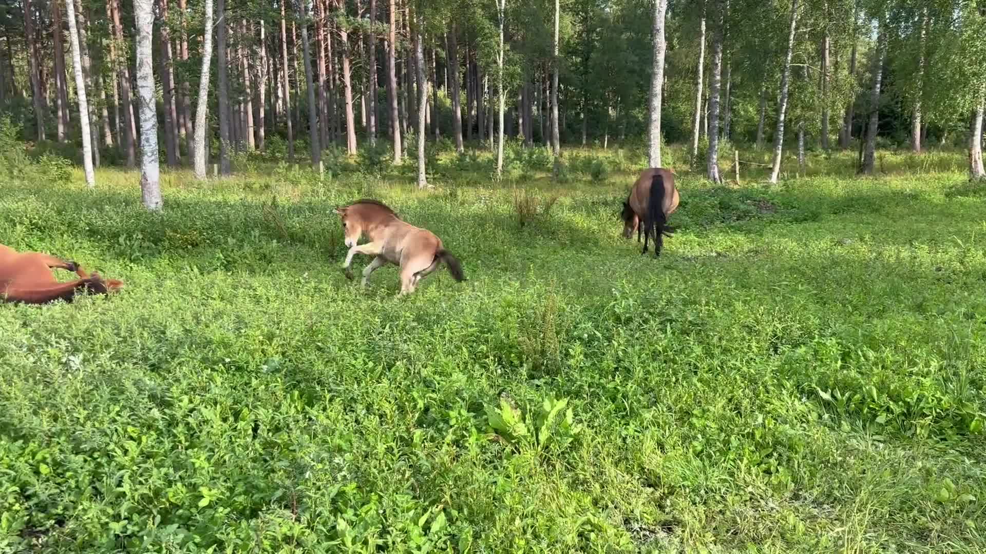Allround hästar till salu: Härligt hingstföl - Video 3