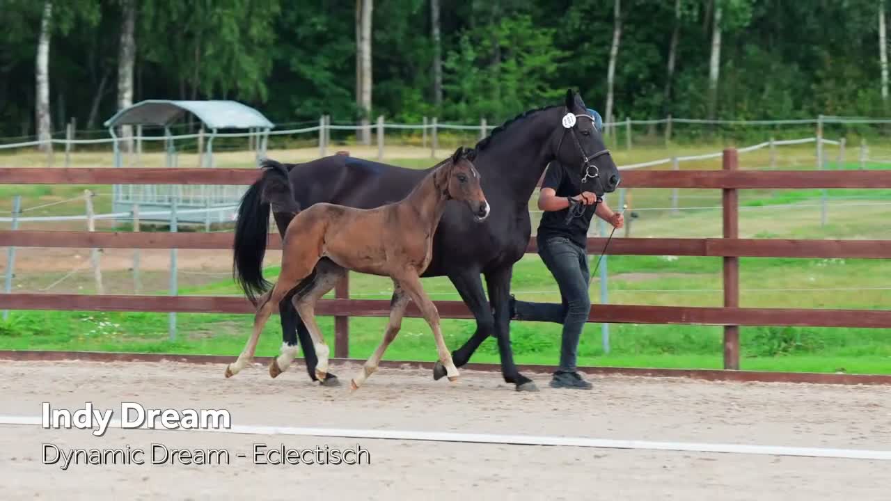 Dressyr hästar till salu: Indy Dream – Stoföl 2026 (SWB35) e Dynamic Dream i Vaxholm - Video 1