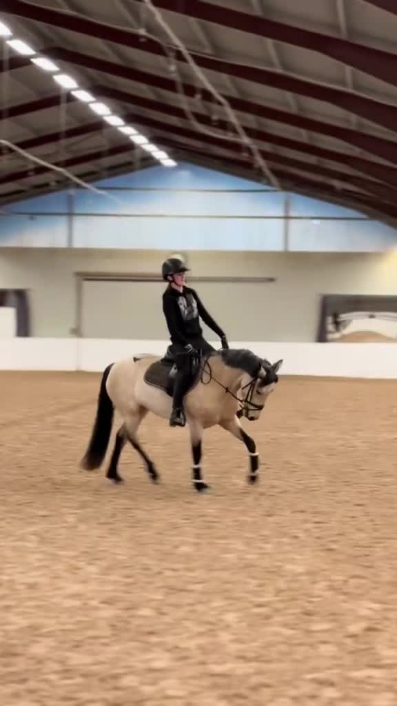 Hoppning hästar till salu: Sockersött 5-årigt svenskfött Connemarasto - Video 4