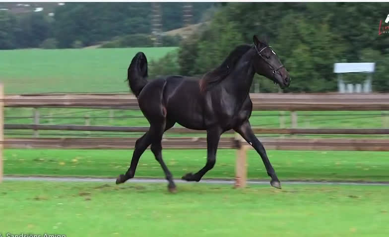 Trav hästar till salu: Lovande Andelshäst e: Googoo Gaagaa i Lindome - Video 1