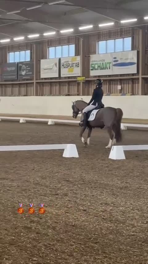 Allround hästar till salu: Charmig C-ponny söker nytt hem. - Video 3