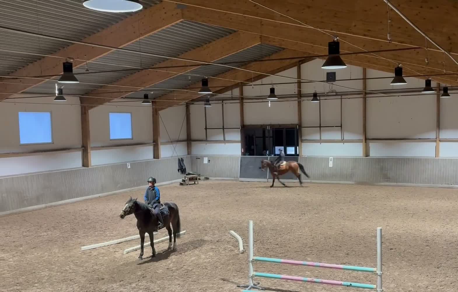 Dressyr hästar till salu: Vacker multitalang - Video 5