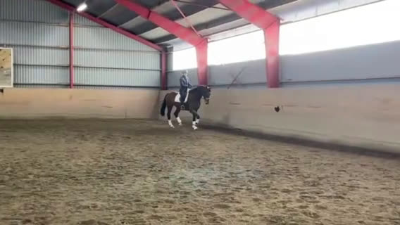 Allround hästar till salu: Talangfullt sto, en framtida stjärna i Bjärred - Video 1