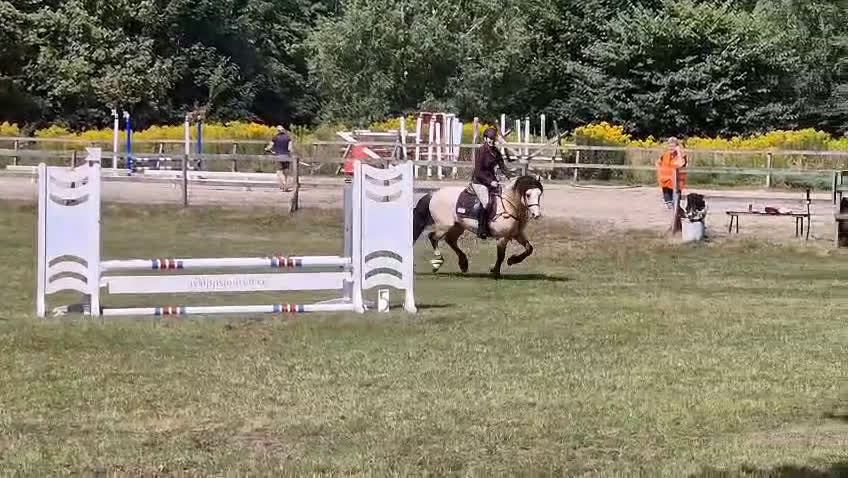 Hoppning hästar till salu: Samlings annons Stuteri CJ i Onslunda - Video 1