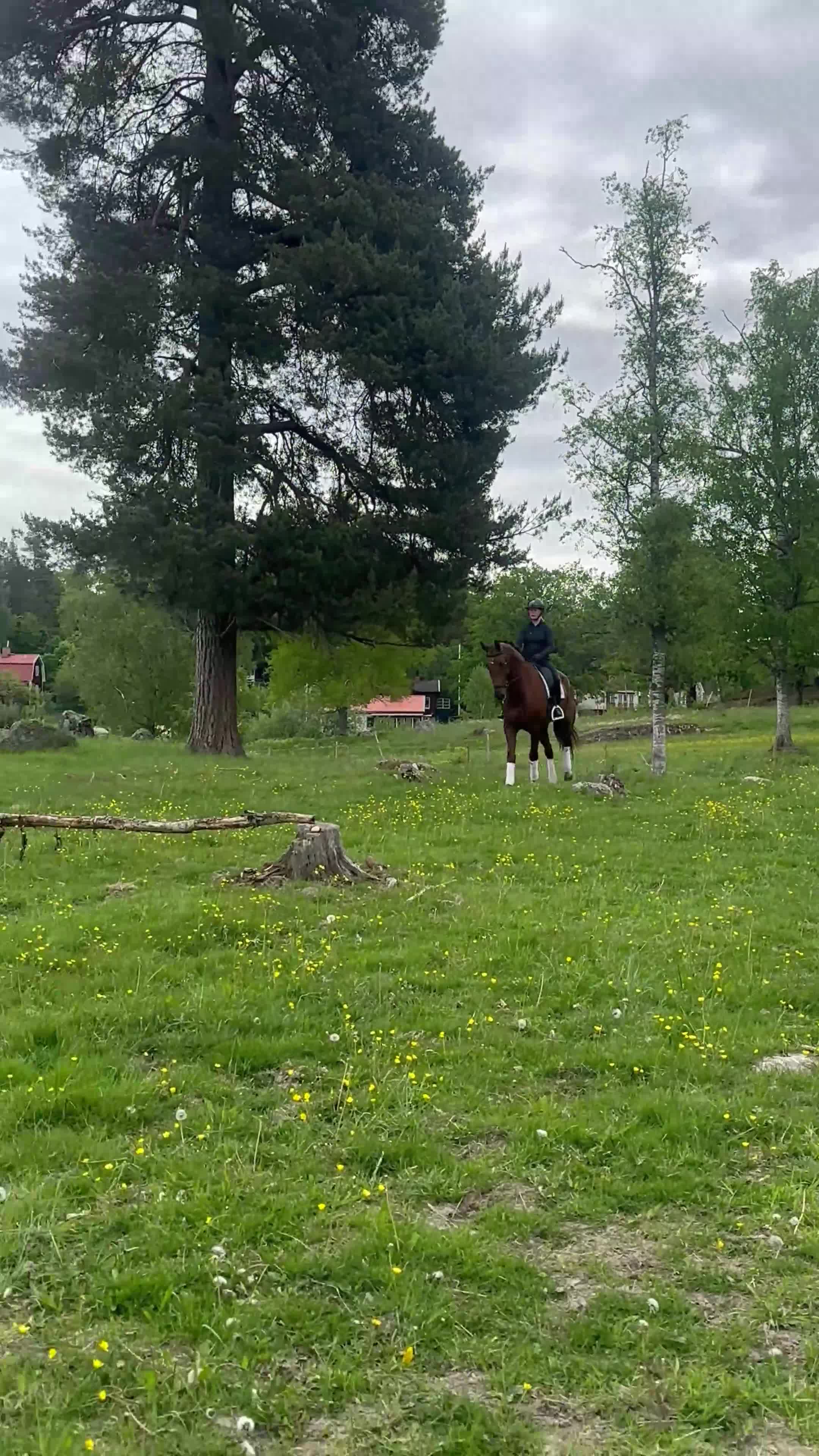 Allround hästar till salu: Välstammad grön 7 åring  - Video 4