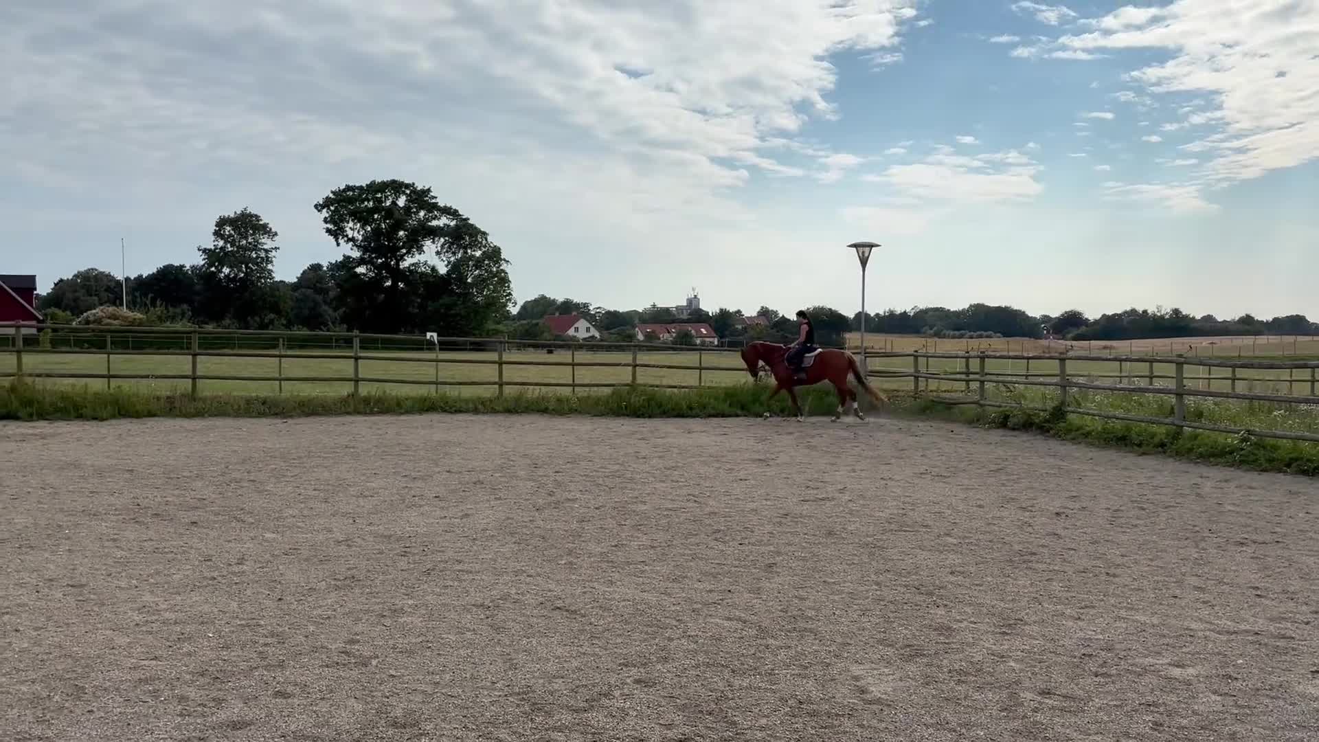 Dressyr hästar till salu: Kollar intresse för denna fina kille  - Video 3