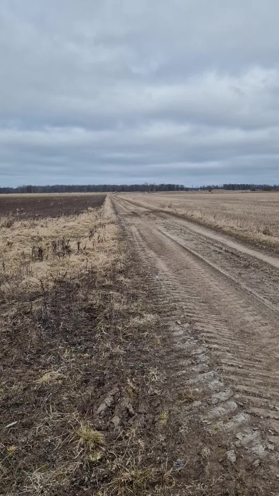 Allround hästar till salu: Stort hjärta, mycket kapacitet och ett blickfång.  - Video 3