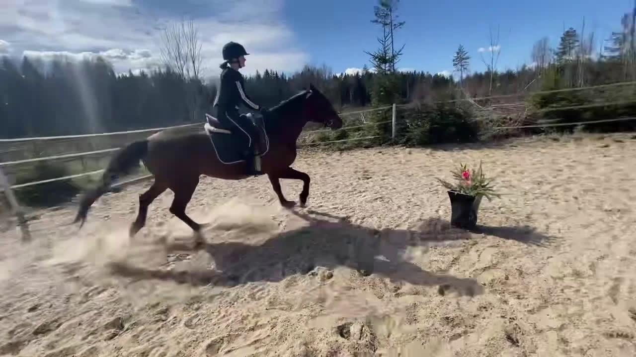 Övrigt hästar till salu: SMÅTT AKUT🌟Inriden travare🌟 - Video 1