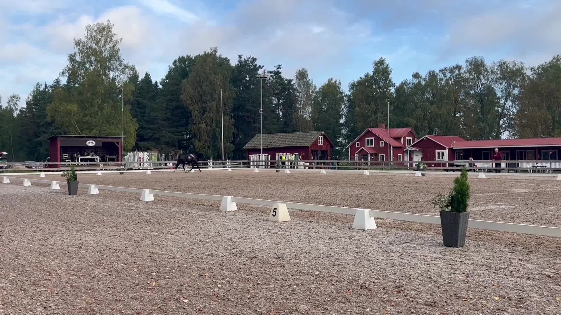 Hoppning hästar till salu: Unik häst med massa utvecklingspotential  i Köping - Video 3