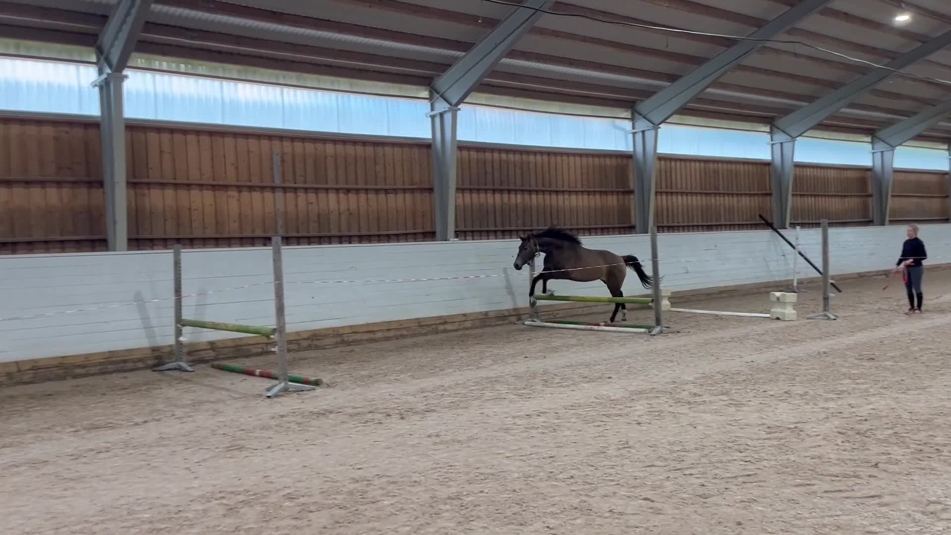 Hoppning hästar till salu: Fin unghäst e. Löjtnantshjärta  - Video 1