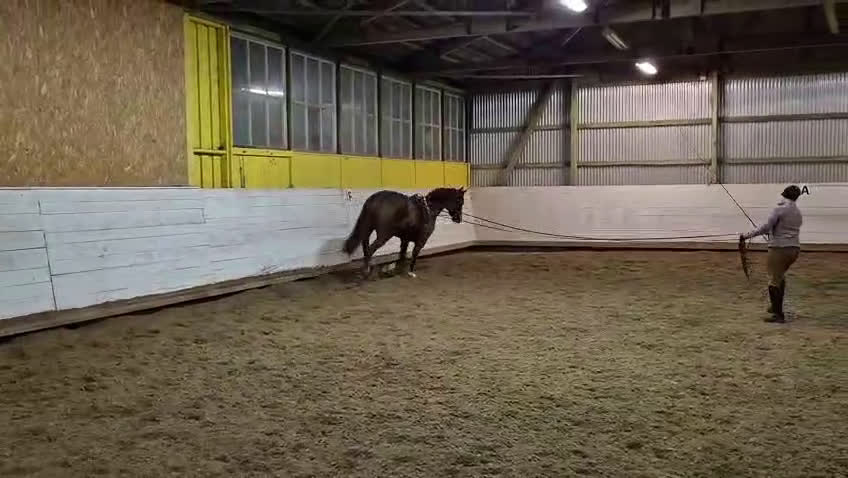 Allround hästar till salu: Stor häst i litet format  i Ljungbyhed - Video 5