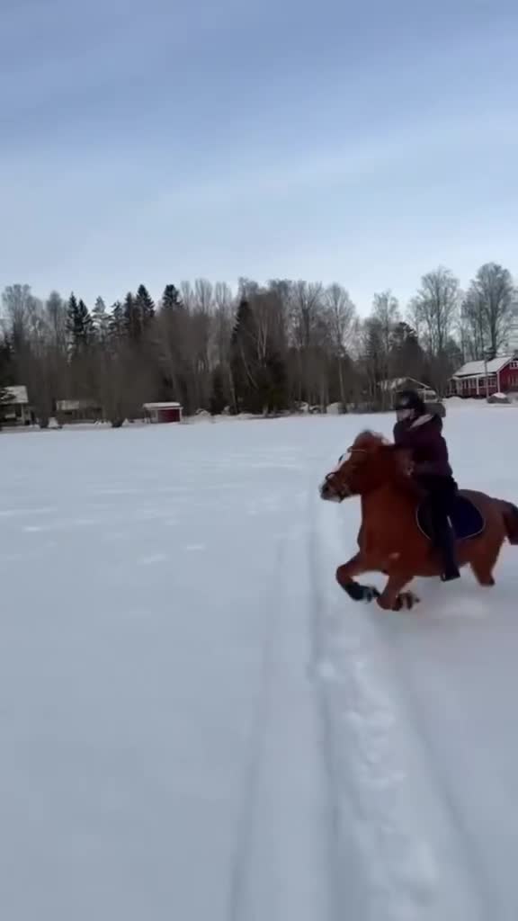 Dressyr hästar till salu: Snygg valack med stor utstrålning! - Video 3