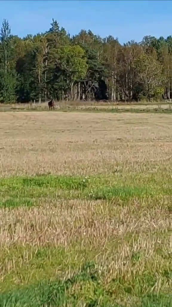 Dressyr hästar till salu: Världens snällaste Obbe - Potentiellt superfynd  i Valbo - Video 3