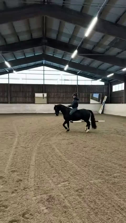 Dressyr hästar till salu: Talangfull maxad C-ponny - Video 3