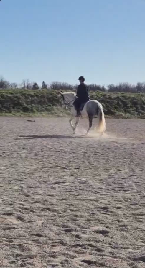 Dressyr hästar till salu: Powerponny med potential - Video 3