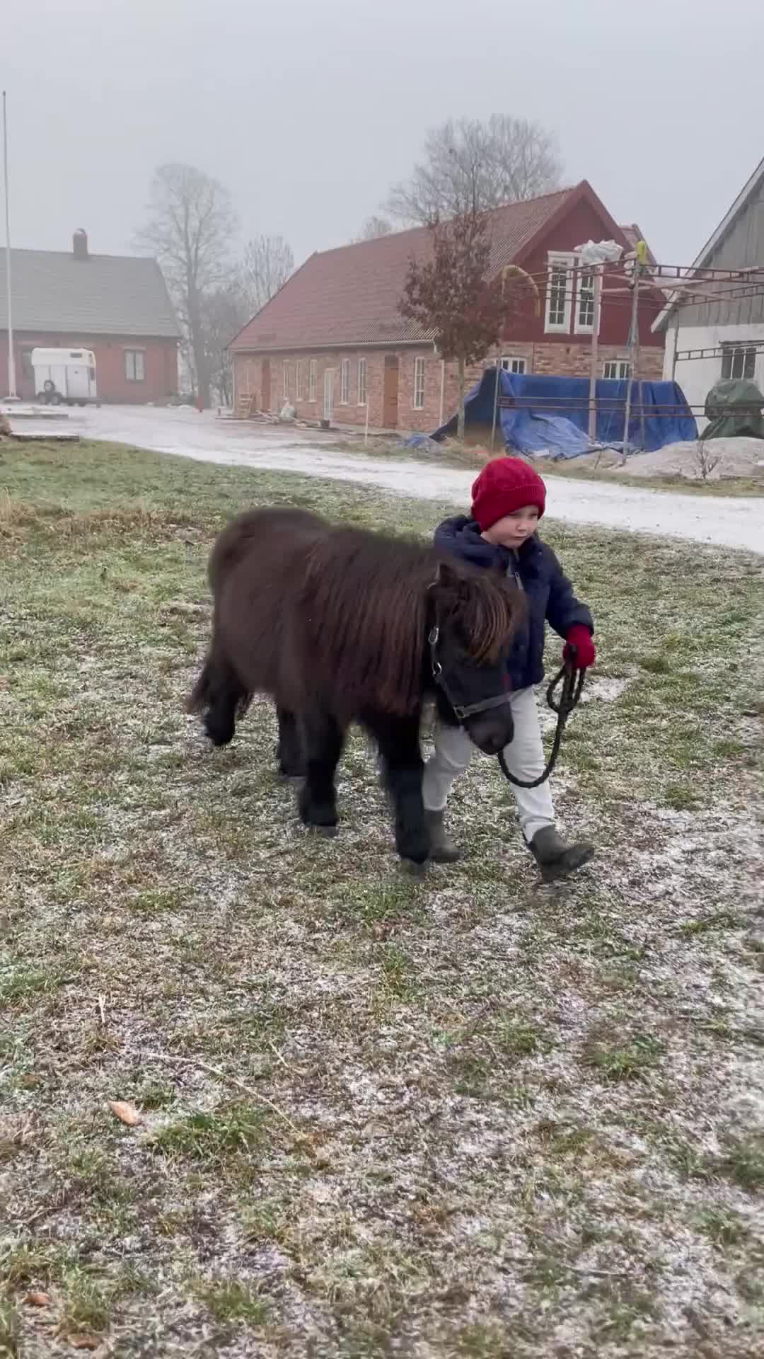 Allround hästar till salu: Världens sötaste lilla ponny - Video 1