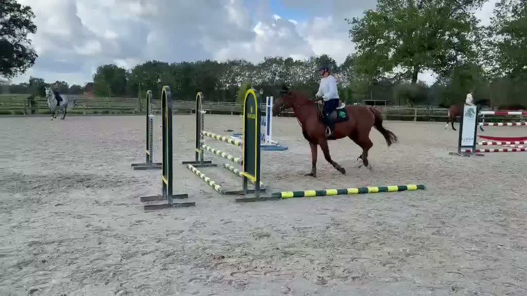 Hoppning hästar till salu: 5 års sto med kvalitet  - Video 1