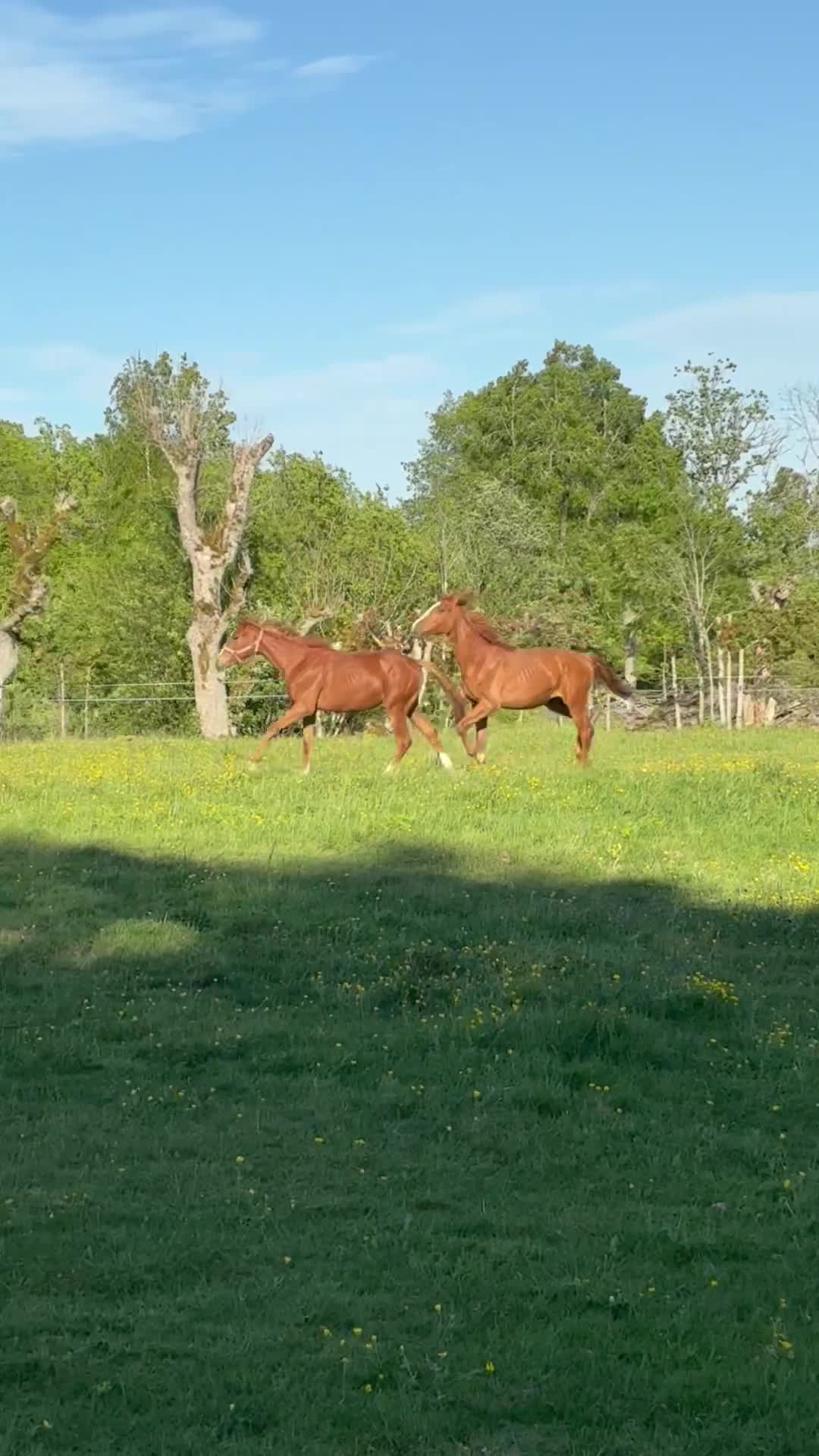 Allround hästar till salu: Unikt 1års sto e. Madness(kannan-emerald)🤩 - Video 1
