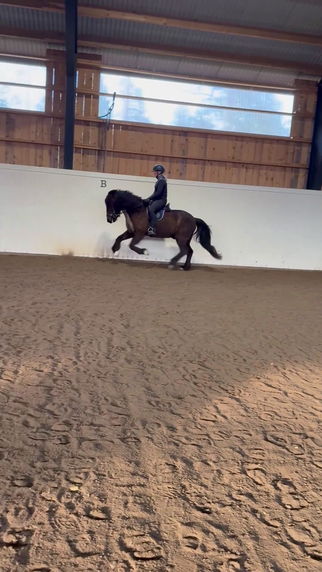 Island hästar till salu: 💜 Väldens bästa Nallebjörn 💜 - Video 1