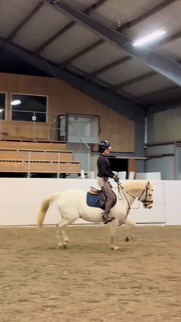 Allround hästar till salu: D- ponny med storhäst känsla till salu‼️ - Video 3