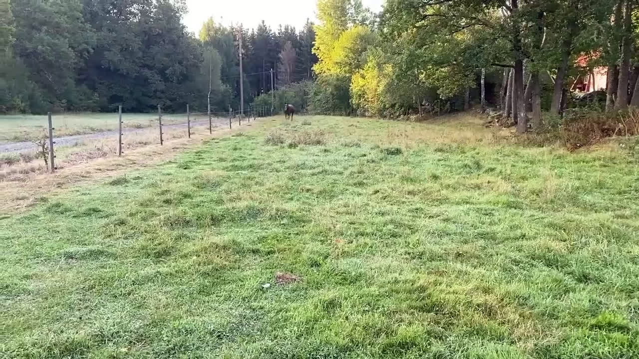 Allround hästar till salu: Allround varmblod  - Video 1