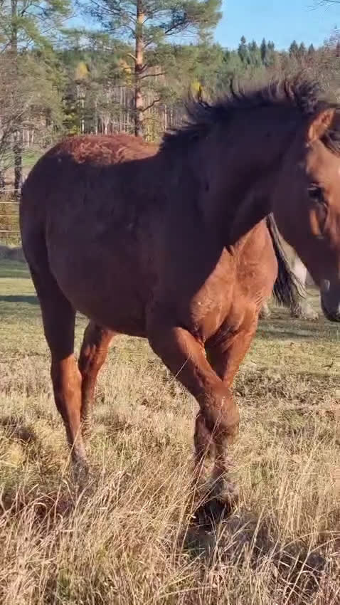 Allround hästar till salu: Am. curly-baskjir, valack - Video 5