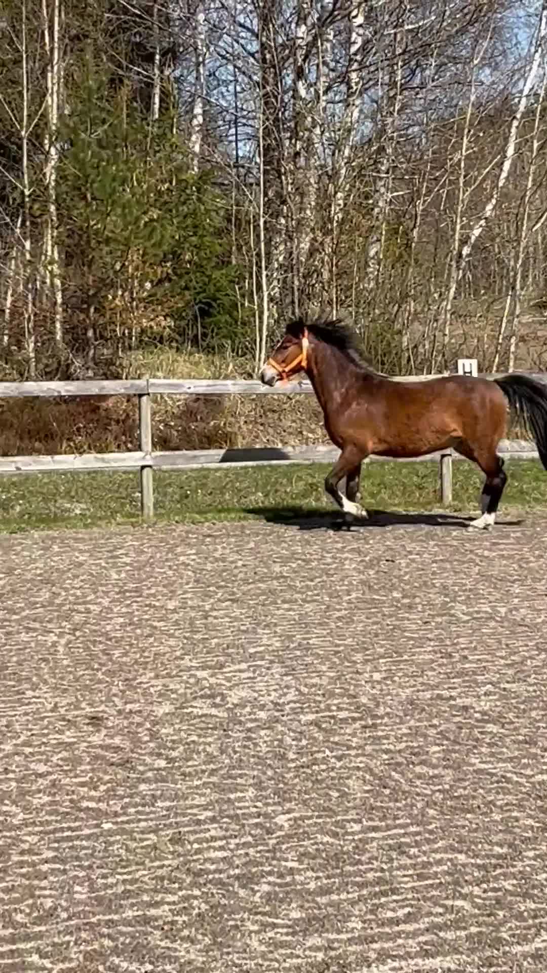 Allround hästar till salu: Mor och dotter ponny - Video 4