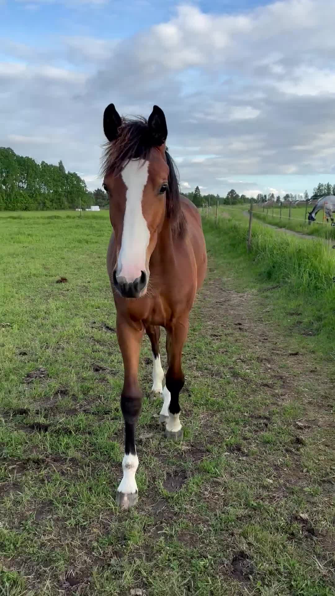 Hoppning hästar till salu: Kassiopeja RB – elegant och lovande SWB-sto - Video 1